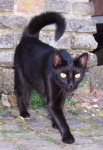 Frieda