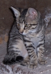 Fritz